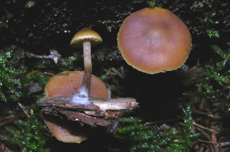 Galerina da determinare n�28.